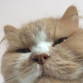 smolhum 的头像