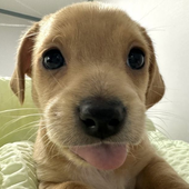 puppybutch 的头像