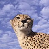 JesterCheetah 的头像
