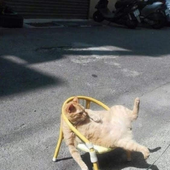 Paskado 的头像