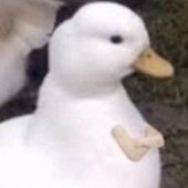 turtleduckie 的头像