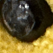 ic1_2 的头像