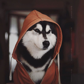 Avatar de huskerdoggo