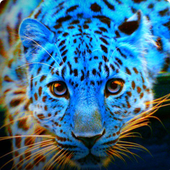 LeopardSixteen 的头像