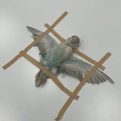 Avatar for febyylmao