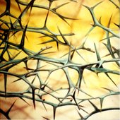 Thorn simplicity