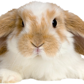 Rabbit-Transparent-PNG.png