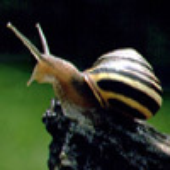 Avatar for Snigelen