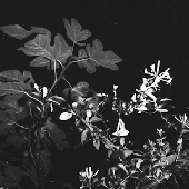 Avatar for nchtld