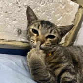 ASchizoCat 的头像