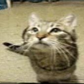 careless whiskers