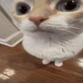 Dadoduuh 的头像