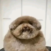 mPotato77 的头像