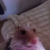 bumpadump 的头像
