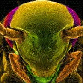 Avatar for ftor_s