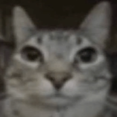 MrMeowllow 的头像
