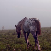 Avatar für lonelypony