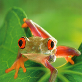 frogly için avatar