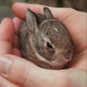 SlashBunny 的头像
