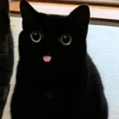 muffinking69 的头像