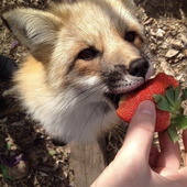 foxbarkz 的头像
