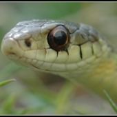 Avatar för snake31303