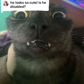 CleoFawx 的头像