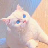 obcubo 的头像