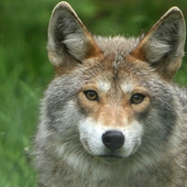 rainwatercoyote 的头像