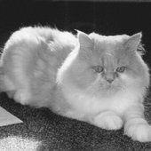 Percy 1