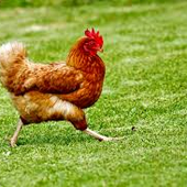 Avatar for Wise_chicken66
