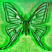 Transients