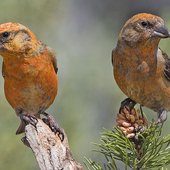 1024px-Red_Crossbills_(Male)