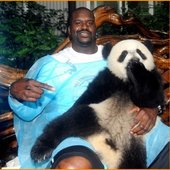 shaq panda haha