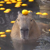 Yeetusthe_feetu 的头像