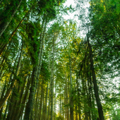 TrinityTree 的头像