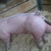 Pig 