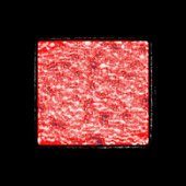 Pfp