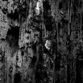 Into the Woods