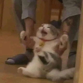 apoII0 的头像