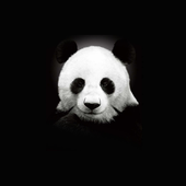 Avatar for szopen007
