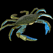 ArtilleryCrab 的头像