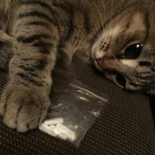 o9d 的头像