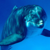 DolphinGuitar için avatar