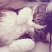 kitty.jpg