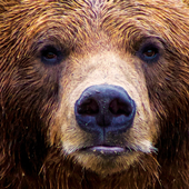 Avatar for bigladybear