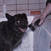 dog isle