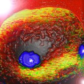 Still The Doll's Head