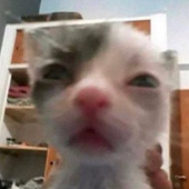 thatonebean 的头像