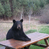 Bearscemi 的头像